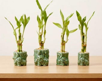 Lucky Bamboo in Elephant Pot, Feng Shui Plant for Good Luck, Indoor Desk Decor
