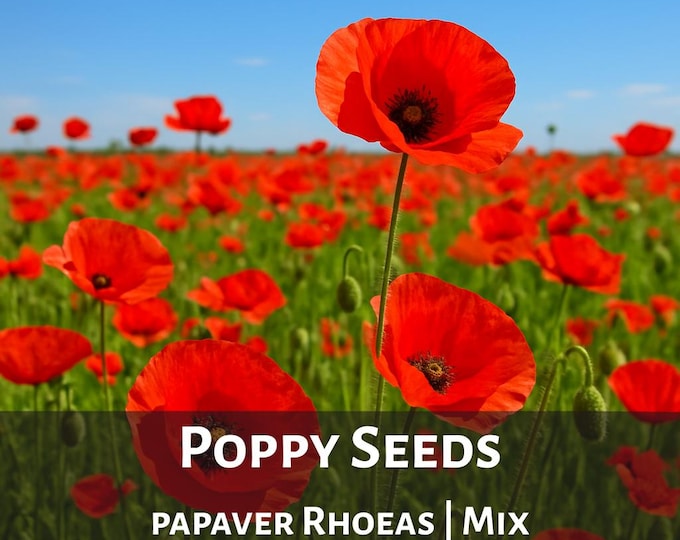 Flanders Poppy Seeds for Planting Corn Poppy Heirloom Mixed Color Papaver Rhoeas