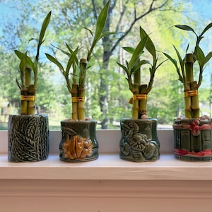 May include: Four lucky bamboo plants in decorative ceramic pots. The pots are green with various embossed designs, including leaves, a frog, and a rabbit. The bamboo stalks are tied with gold bands, and the plants sit on a white windowsill with a blurred green background.