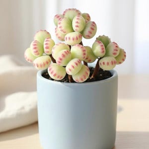 May include: A small succulent plant with light green, oval-shaped leaves edged in pink, potted in a light blue ceramic pot. The plant has multiple stems and is set against a soft, neutral background. The pot is cylindrical and sits on a wooden surface.