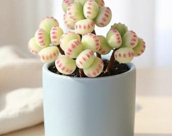 Faux Bear Paw Succulent Handmade Clay Cotyledon Tomentosa Realistic Fuzzy Succulent Shelf Desk Decor