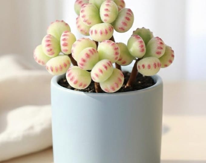 Faux Bear Paw Succulent Handmade Clay Cotyledon Tomentosa Realistic Fuzzy Succulent Shelf Desk Decor