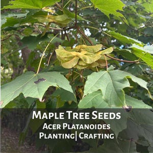 May include: Close-up of a maple tree branch with green leaves and clusters of light brown seeds. The image includes text that reads "MAPLE TREE SEEDS, ACER PLATANOIDES, PLANTING | CRAFTING."