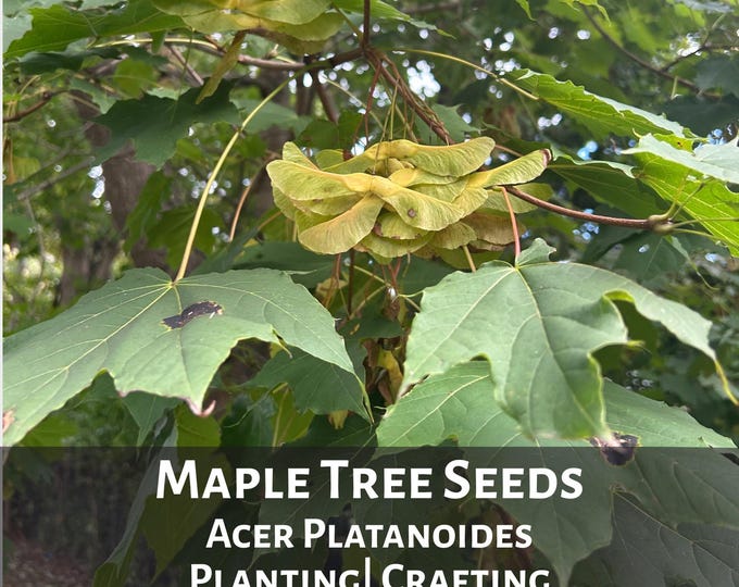 Norway Maple Tree Seeds: Acer Platanoides, Fall Planting Landscaping Helicopter Seeds Fairy Wings 2025
