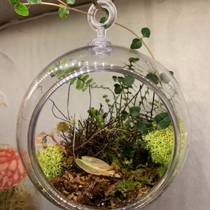 Custom hanging globe terrarium