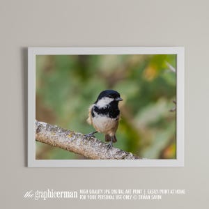 Digital Printable Art, Bird Photography Art, Periparus Ater Photography, Printable Wall Art, Art Print,  Digital Image, Instant Download
