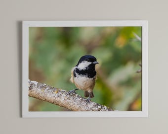 Digital Printable Art, Bird Photography Art, Periparus Ater Photography, Printable Wall Art, Art Print,  Digital Image, Instant Download