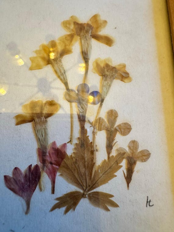 [ドイツ]額入り押し花(壁掛け)/アンティーク ヴィンテージ ブロカント 古道具 ヨーロッパ インテリア 花 ボタニカル 雑貨 雰囲気◎ / 押し花　額　 めばえ「おやゆびひめ」（小学館）挿絵「 親指姫誕生」
