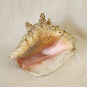 Vintage 1970's Large 8" Queen Pink Conch Shell
