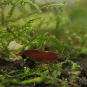 K&ouml;nnte beinhalten: Eine leuchtend rote Zwerggarnele ruht inmitten &uuml;ppiger gr&uuml;ner Wasserpflanzen. Der durchscheinende K&ouml;rper der Garnele und ihre zarten Merkmale sind sichtbar und bilden einen auff&auml;lligen Kontrast. Dieses Bild zeigt das Leben im Wasser.