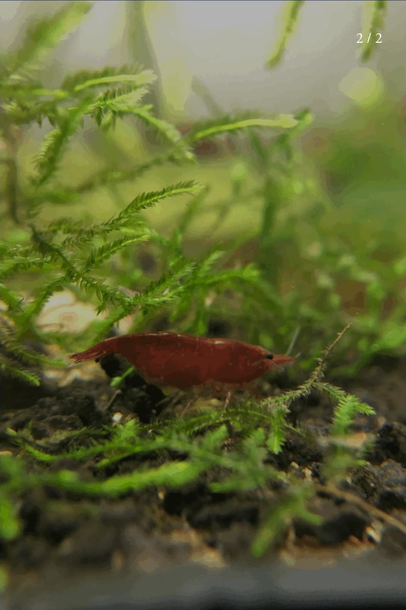 K&ouml;nnte beinhalten: Eine leuchtend rote Zwerggarnele ruht inmitten &uuml;ppiger gr&uuml;ner Wasserpflanzen. Der durchscheinende K&ouml;rper der Garnele und ihre zarten Merkmale sind sichtbar und bilden einen auff&auml;lligen Kontrast. Dieses Bild zeigt das Leben im Wasser.