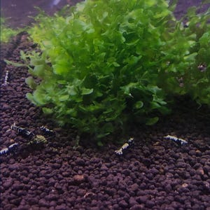 May include: An aquarium scene featuring vibrant green aquatic plants and several black and white shrimp. The plants have a lush, textured appearance, and the shrimp are scattered across the dark substrate.