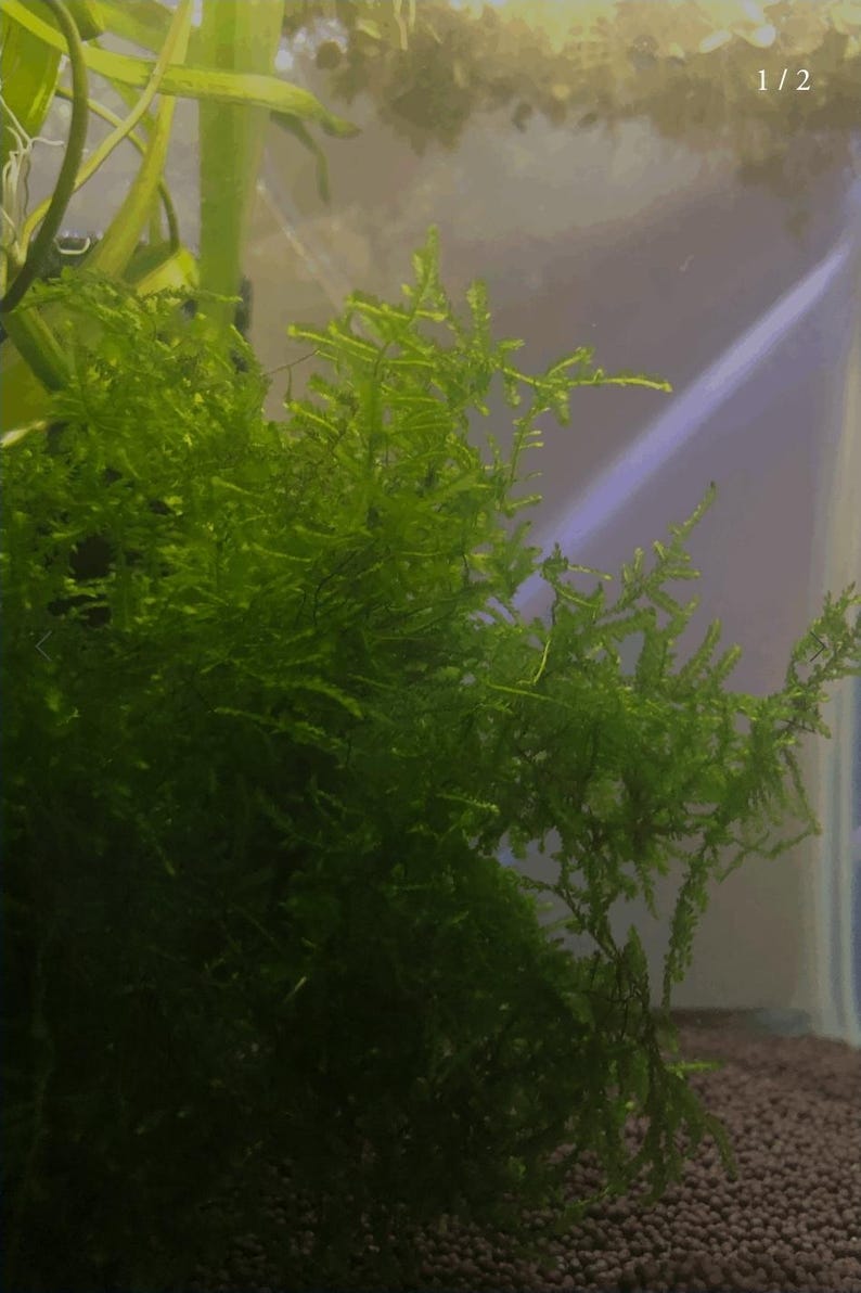 K&ouml;nnte beinhalten: Nahaufnahme von leuchtend gr&uuml;nen Wasserpflanzen, wahrscheinlich Moos, mit zarten, federartigen Texturen. Die Pflanzen sind dicht gepackt und erzeugen ein &uuml;ppiges, strukturiertes Aussehen. Das Bild ist gut beleuchtet und hebt die leuchtend gr&uuml;ne Farbe der Pflanzen hervor. Der Hintergrund ist unscharf.