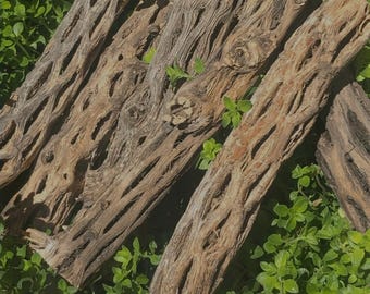 Cholla Wood 3er Pack