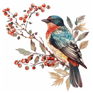 16 Imagenes Ilustraciones antiguas de aves png clipart