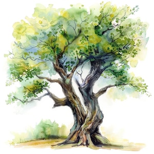 Op de afbeelding: Waterverf schilderij van een grote, groene boom met een dikke, knoestige stam. De boom is geschilderd in een realistische stijl, met details van de schors en bladeren.