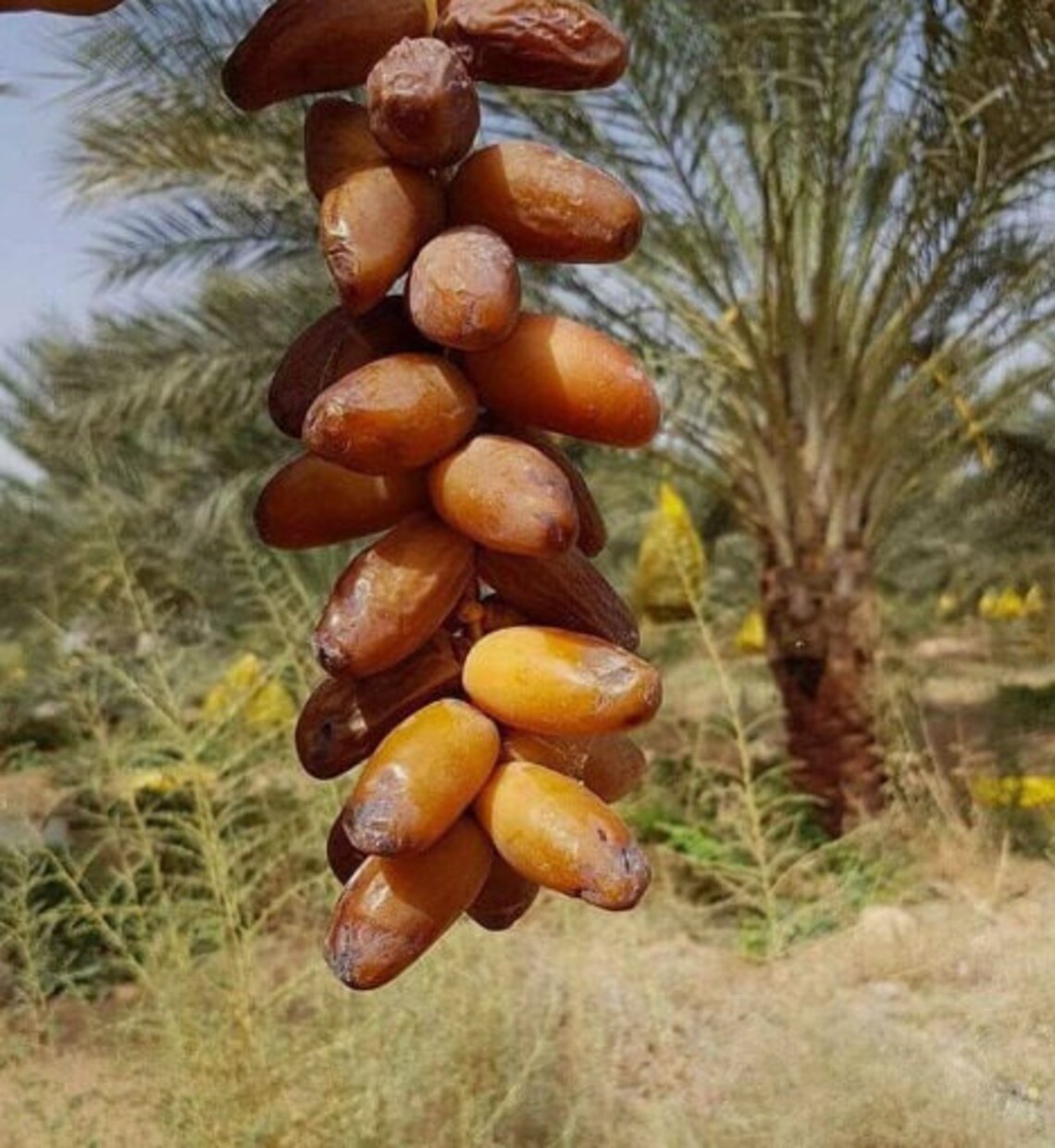 Deglet Noor Dates vs. Medjool Dates: Which is Better? | TERRA DELYSSA US