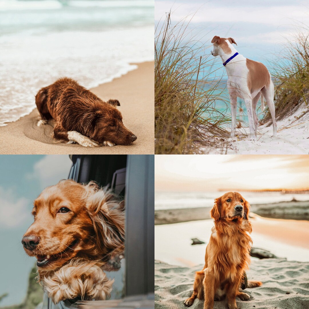 MFS PRESETS - the Beach Pack (desktop) - Etsy