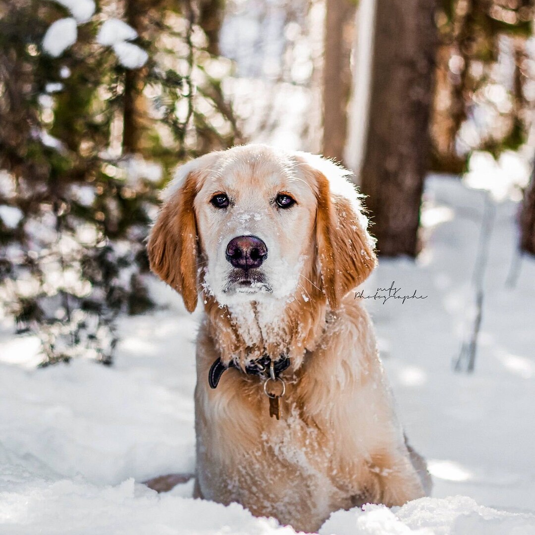 MFS PRESETS - Golden Star (the Winter Pack) - Etsy