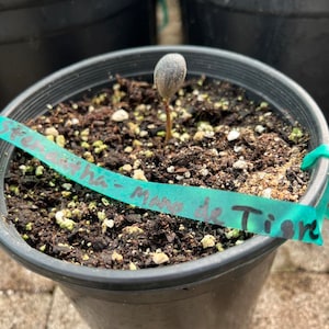 Rare Annona This is a very rare Dugetia Stenatha variety &quot;Mano de Tigre #1