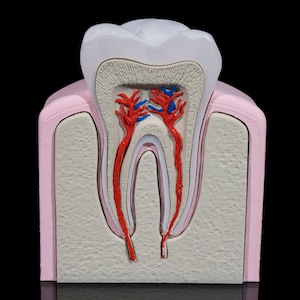 Healthy Premolar Tooth