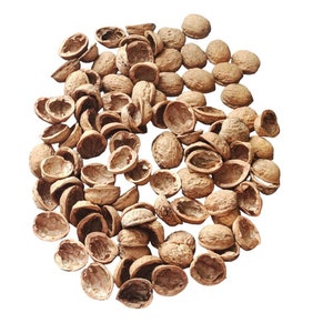 Walnut shell halves Natural jewelry Making organic jewelry Craft materials Walnut shell with a diameter of 3-5 cm for jewelry