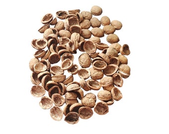 Moitiés de coquilles de noix Bijoux naturels Fabrication de bijoux biologiques Matériaux créatifs Coquille de noix d'un diamètre de 3 à 5 cm pour les bijoux