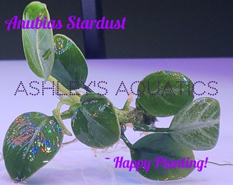 Anubias Stardust, Japan, Petite, Pinto, and Jade long roots, Submerged, All High Quality/Grade, Submerged, Paludarium