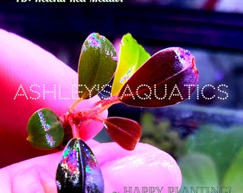 Bucephalandra Helena Red Melawi - Beautiful Colors - Live Aquarium and Terrarium Plants - Submerged and Emersed - Paludarium