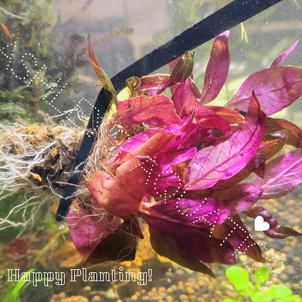 Alternanthera Lilacina, Purple Scarlet Temple a/k/a Alternanthera Purple Lila - Beautiful and Rare Live Aquarium Plants!