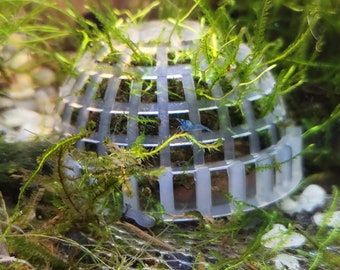 Moss Dome with Clay Balls - Keeps Moss Confined - Mess Free