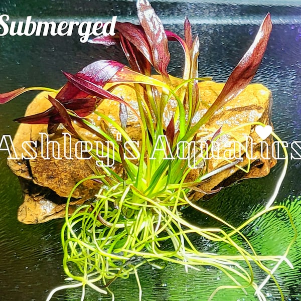 B.O.G.O. Aflame!! - Echinodorus Aflame Rare Live Aquarium Plants, Purple Aquarium Plants, Palludarium Emersed, Beginner Level Best Discount!