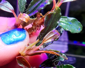 Bucephalandra 3D luxury - Amazing Colors, Submerged, Extremely Rare Live Aquarium Plants, Paludarium