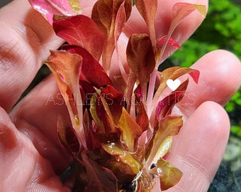 Alternanthera reineckii 'Rosaefolia', Rosaefolia scarlet temple, Telanthera rosaefolia/Pink scarlet temple! Beautiful Rare aquarium plants!