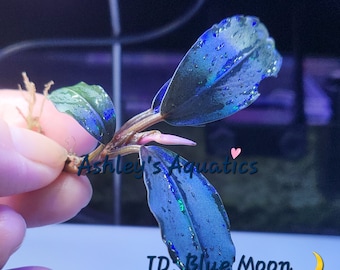 Bucephalandra Blue Moon- Amazing Colors, Submerged, Rare Live Aquarium Plants, Paludarium - Large Leaf