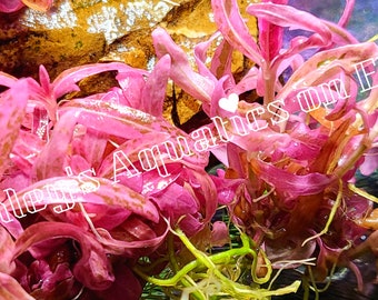 Hygrophila sp. Chai Pink Lady Bundles w/strong roots, Extremely Rare Submerged, Bright Pink Live Aquarium Plants, Hard to Find