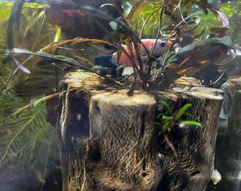 Hygrophila Pinnatifida Colorful Bundles w/strong roots, epiphyte! Submerged Grown