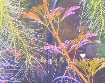 BOGO Purple Cabomba, Background/Midground, Colorful Freshwater Live Aquarium Plants, Beginner, Fast Growing