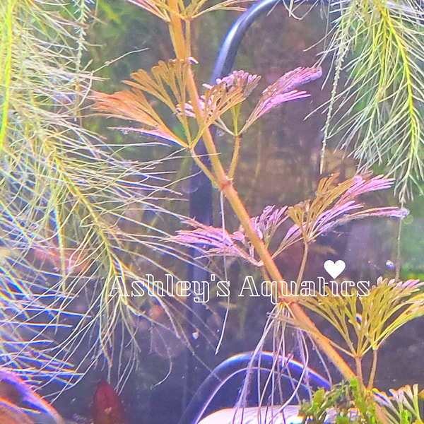 BOGO Purple Cabomba, Background/Midground, Colorful Freshwater Live Aquarium Plants, Beginner, Fast Growing