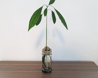 Avocado tree plant