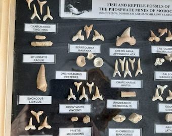 Een prachtig versteend schilderij uit Marokko, meer dan 65 miljoen jaar oud.