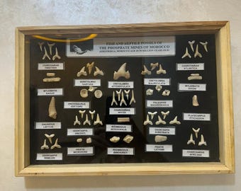 Rare Authentic Shark Tooth Fossil Frame Real Prehistoric Marine Fossils Wall Art Luxury Natural History Decor Unique Collector Piece