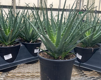 Large Aloe Vera a Beautiful Medicinal Edible Succulent Used for Burns,  Rashes, Cuts, Hydration. 9"-12" or 14-17" Tall or Longer, Bare Roots - Etsy