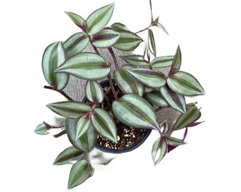 Tradescantia Zebrinus 'Wandering Jew' or 'Inch Plant' 4" Pot