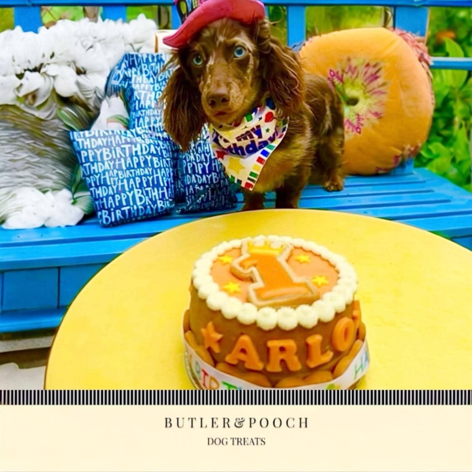 Where to Buy Dog Birthday Cakes: Top Picks for Paw-some Treats