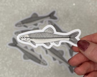 Bluntnose Elritze Aufkleber | Natur Aufkleber für Laptops, Wasserflaschen, Notebooks