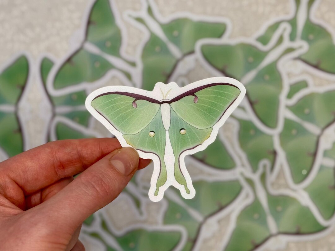Luna Moth Sticker | Nature and Wildlife, Insect Decal for Laptops ...