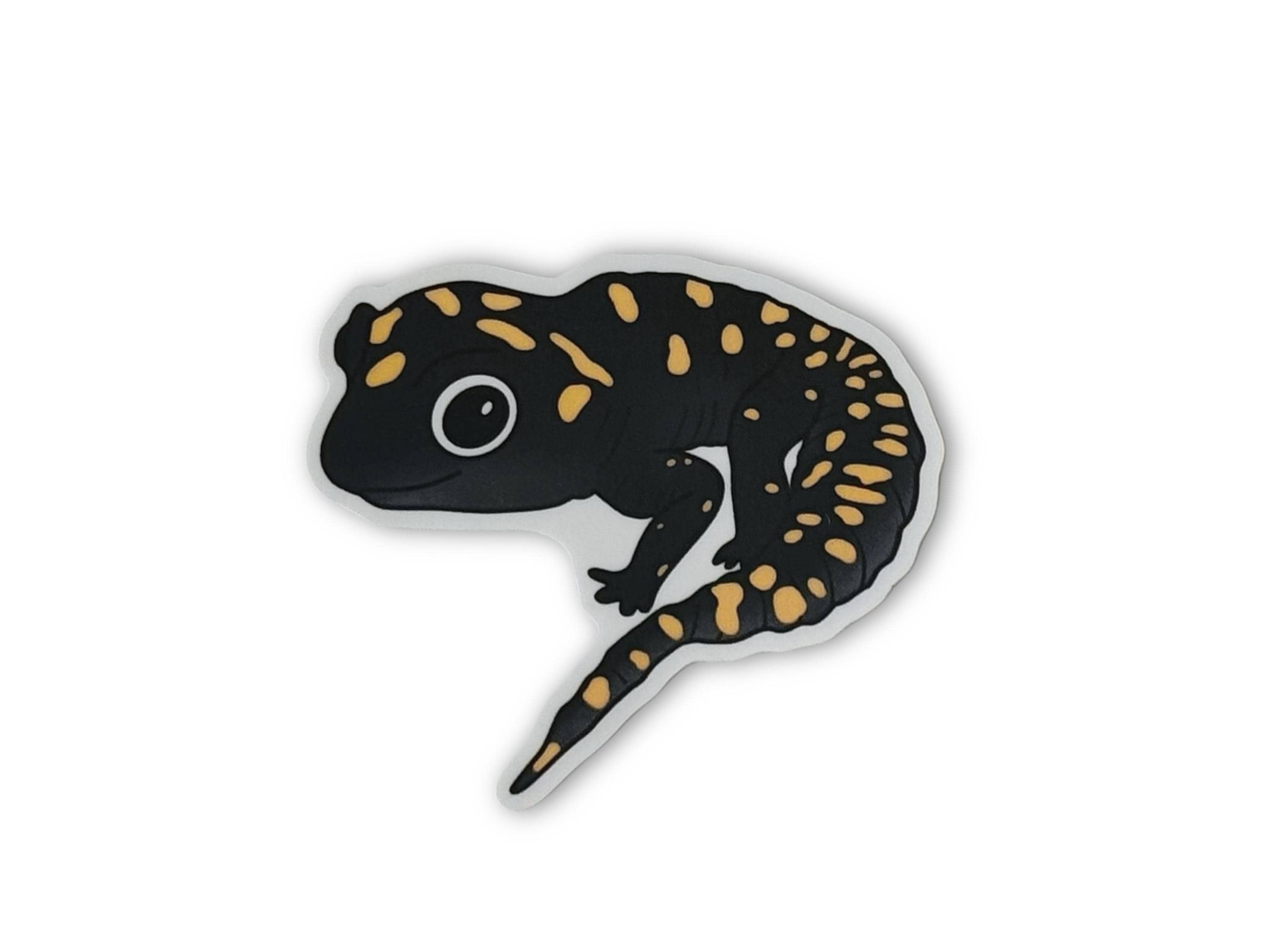 Salamander Species