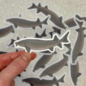 Adesivo de esturjão | Natureza e vida selvagem, decalque de peixe para laptops, garrafas de água, cadernos
