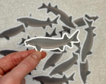 Sturgeon sticker | Nature and wildlife, fish decal for laptops, water bottles, notebooks